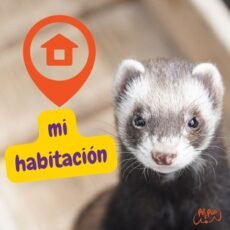 Acondiciona la habitación de tu hurón