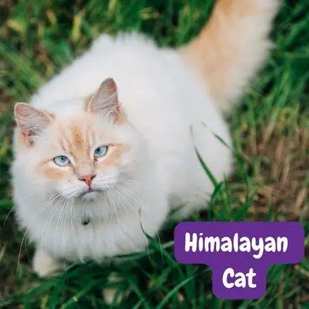 himalayan cat. gato himalaya. gato himalayo. gato persa himalayo. gatos petepua