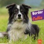 Perro Border Collie sentado en la grama y observando atentamente