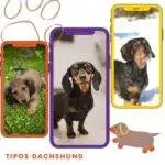 Tipos de dachshund. perros dachshund. perros salchicha. tipos de perro salchicha. petepua