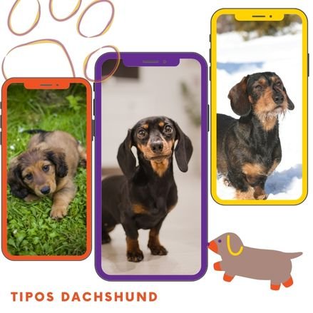 Tipos de perros salchichas: características de los Dachshund
