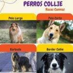 perros collie. tipos de collies. razas de perros collie