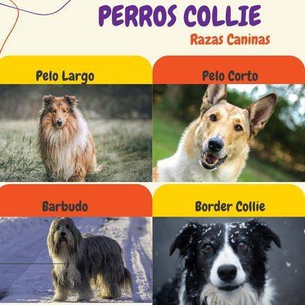 son collies y border collies lo mismo