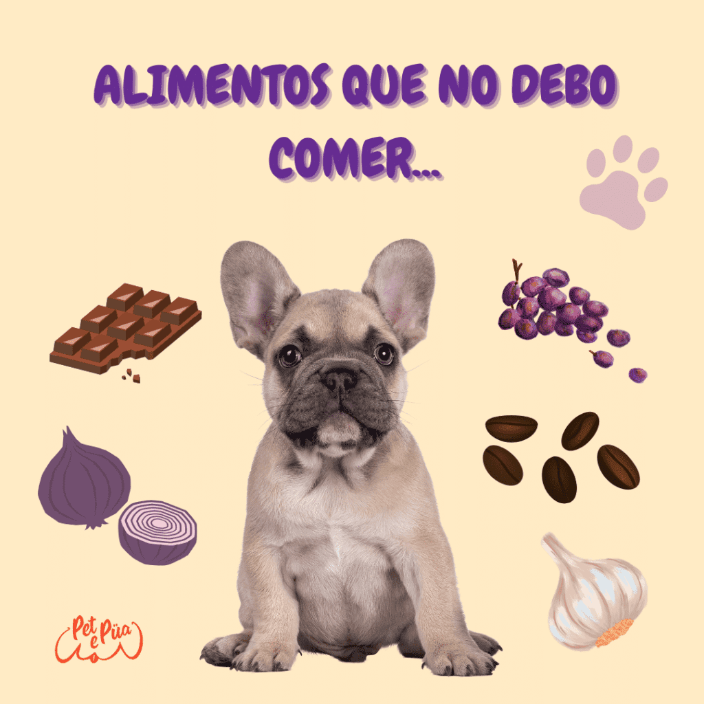 Aimentos que no deben comer los perros