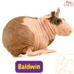 Cobaya Baldwin. cobayos sin pelo. cobayas. petepua