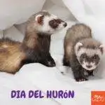 dos hurones dia del hurón. hurones. mascotas. petepua