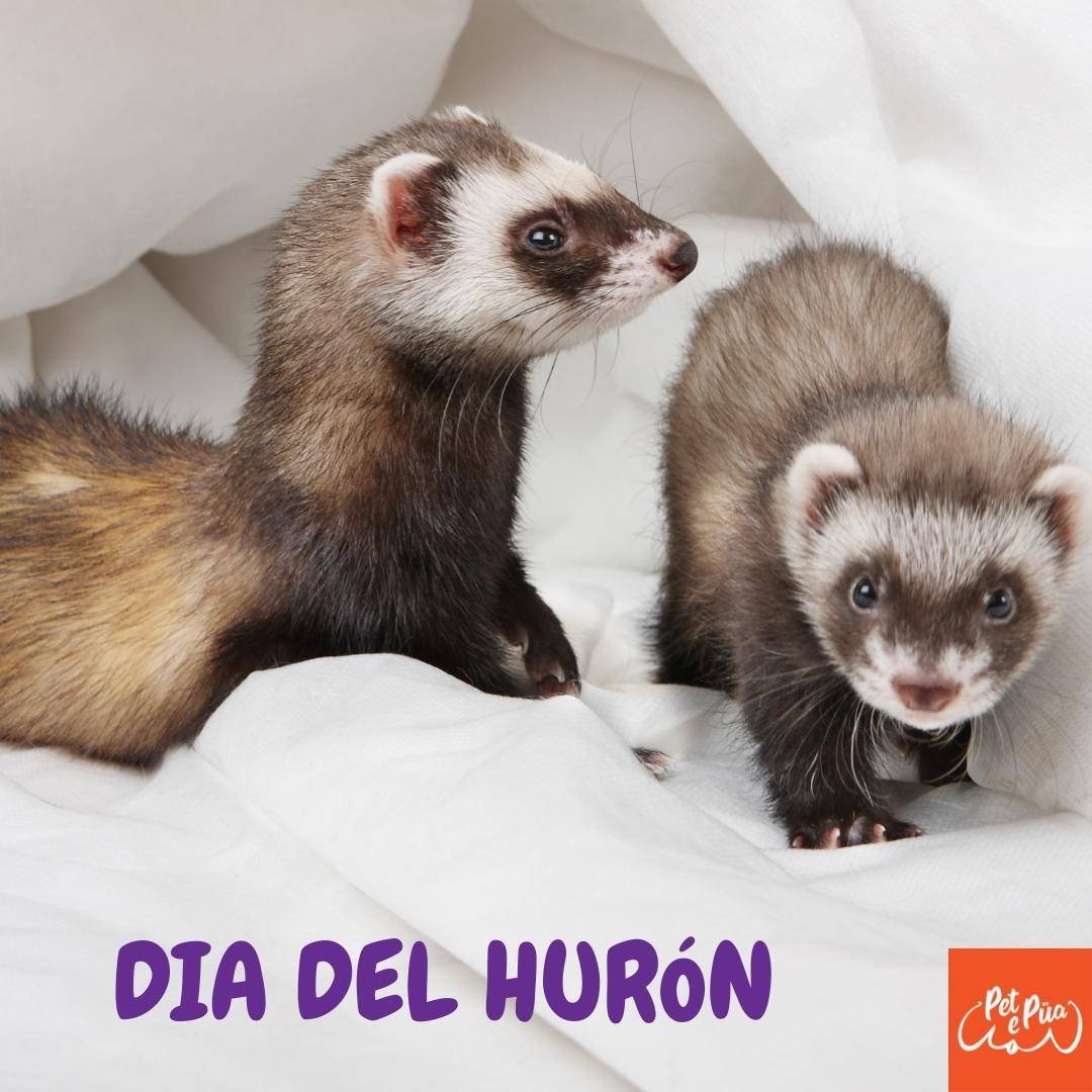 dia del hurón. hurones. mascotas. petepua