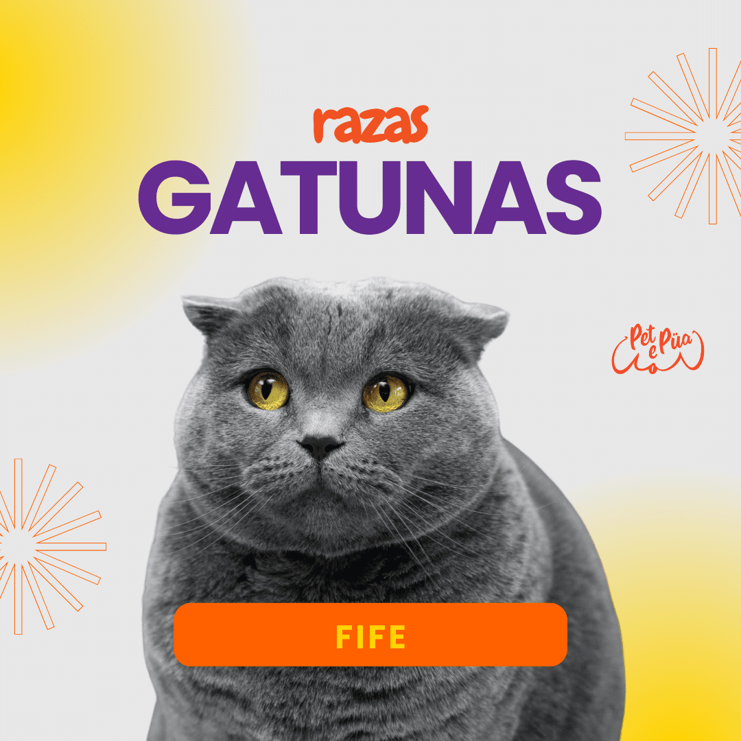 razas de gato Fife.
