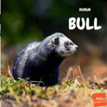 ferret bull. hurón bull. petepua