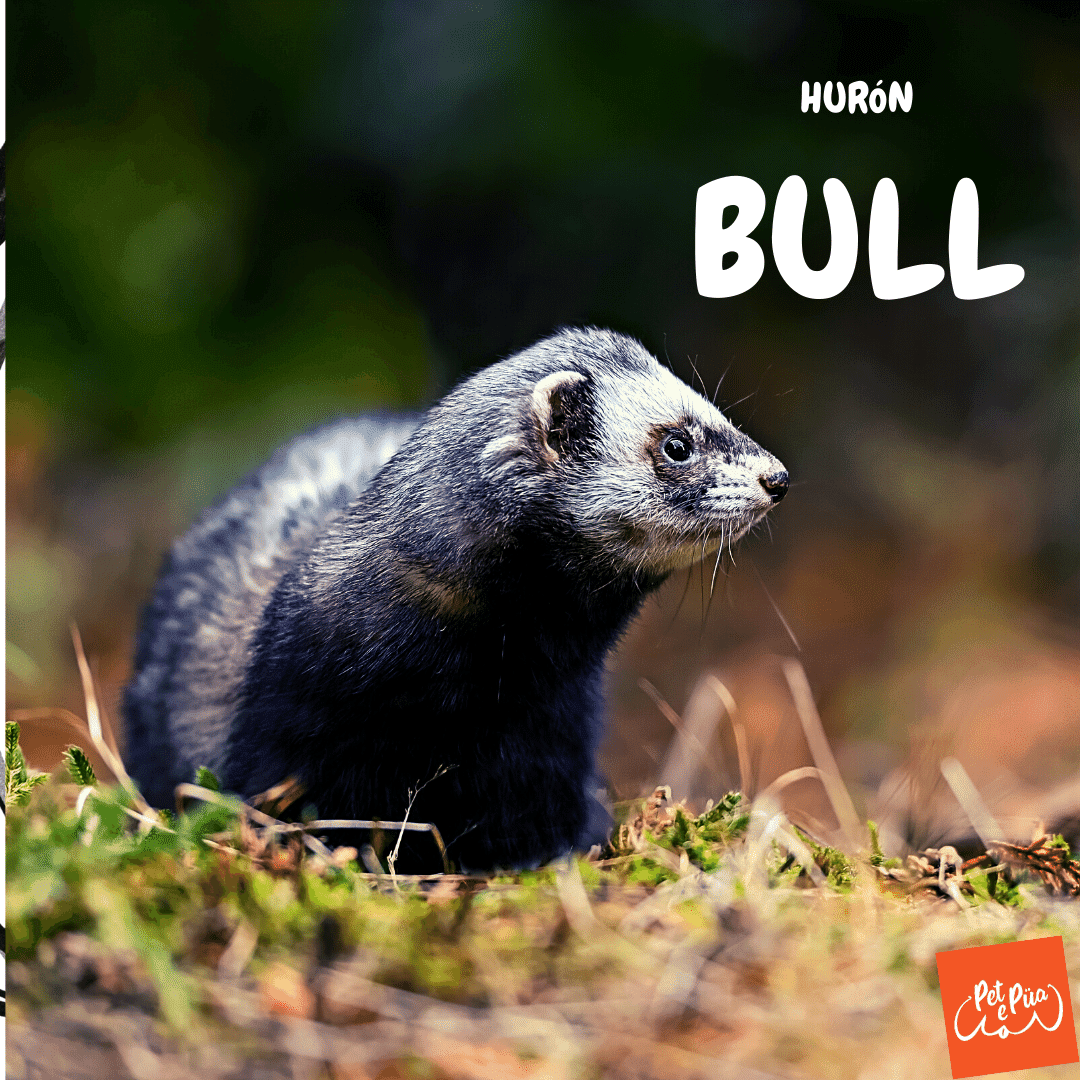 ferret bull. hurón bull. petepua