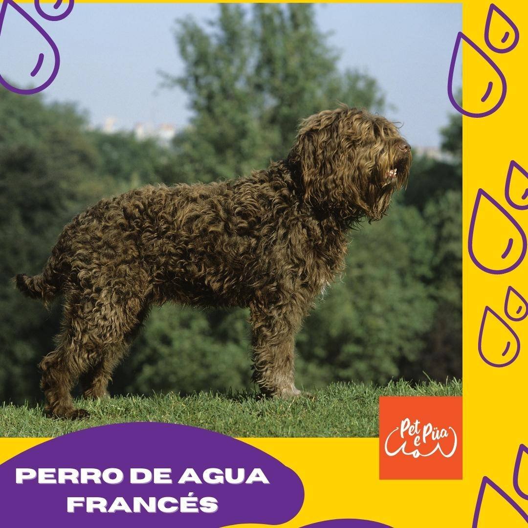 Barbet. Perro de agua francés. perros que adoran el agua