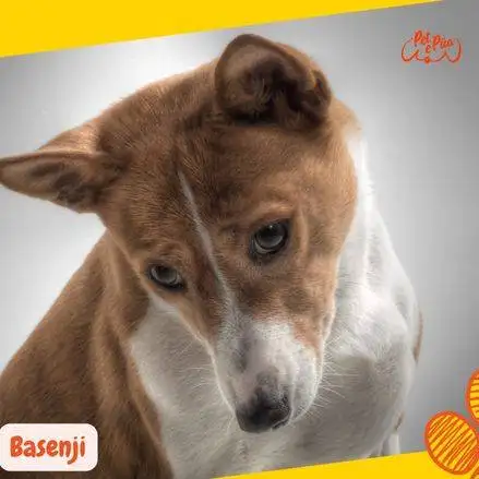 Close Up de un Perro Basenji mirando tiernamente, con su cabeza inclinada.