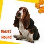 Perro Basset Hound sentado en fondo blanco y amarillo, con texto "Basset Hound".