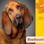 Bloodhound. perro de san huberto.