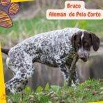 Braco Alemán de pelo corto. German Shorthaired Pointer. petepua