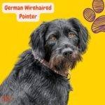 Braco alemán de pelo duro. German Wirehaired Pointer. petepua