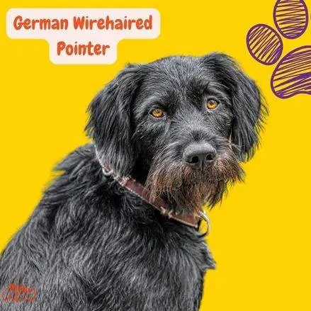 Braco alemán de pelo duro. German Wirehaired Pointer. petepua