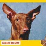 Cirneco del Etna.