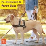 Dia internacional perros guia. dia internacional de los perros guias. dia internacional de perros guia. internacional guide dog day. Petepua