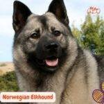 Gray Norwegian Elkhound en la naturaleza