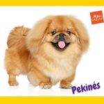 Perro Pekinés parado sobre fondo blanco y amarillo.