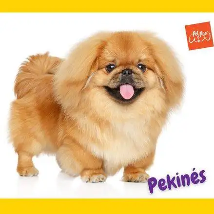 Perro Pekinés parado sobre fondo blanco y amarillo.