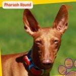 Podenco faraónico. Pharaoh Hound. petepua