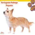 Portuguese Podengo Pequeno. podenco portugues pequeno