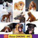 razas perros AKC