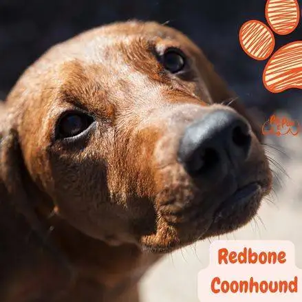 Redbone Coonhound