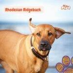 Perro Crestado de Rhodesia. Rhodesian Ridgeback . petepua