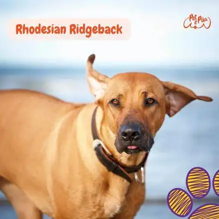 Perro Crestado de Rhodesia. Rhodesian Ridgeback . petepua
