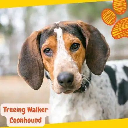 cual es la diferencia entre un ingles americano y un walker coonhound