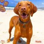 Vizsla. petepua. razas de perros según el AKC
