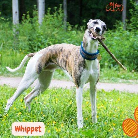 Whippet perro