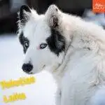 Yakutian Laika.