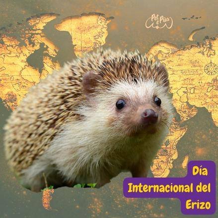 dia internacional del erizo