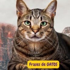 Frases sobre gatos