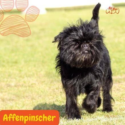 Affenpinscher. .monkey terrier. perro mono. perros segun akc. perros toy. perros de compañía . petepua.