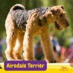 Airedale Terrier. airedale perro . razas de perros segun akc. elder terrier . terriers. petepua