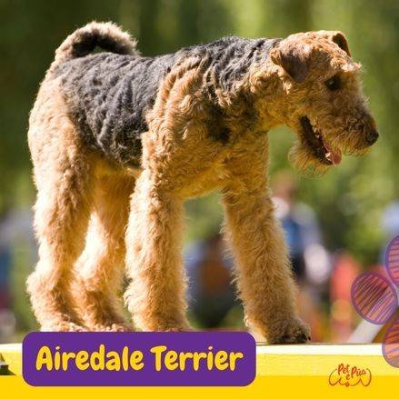 Terrier best sale de airedale