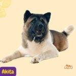 Akita. Akita Americano.