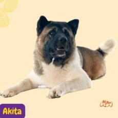 Akita. Origen, apariencia y personalidad del perro AKITA Americano