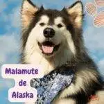 malamute de alaska. alaskan malamute