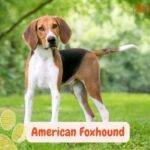Perro sabueso foxhound americano. mirando atentamente parado en la naturaleza. Texto naranja que indica "American Foxhound".