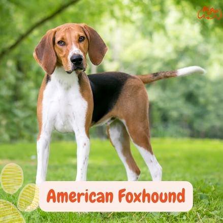 pueden un foxhound americano y un perro koyun ser amigos