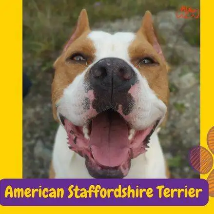 son los staffordshire bull terriers inteligentes