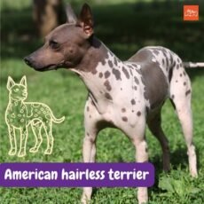 Terrier americano sin pelo