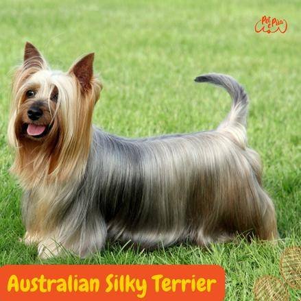 Australian Silky Terrier. .perros segun akc. perros toy. perros de compañía . petepua.