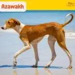 Azawakh. razas de perros segun AKC. petepua. grupo 2 AKC.